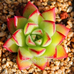 Live succulent plant | Echeveria Dream queen