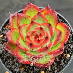 Live succulent plant | Echeveria Fire pillar