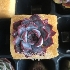 Real & Unique |  Echeveria 'Dark Ice' (Soilless cultivation)