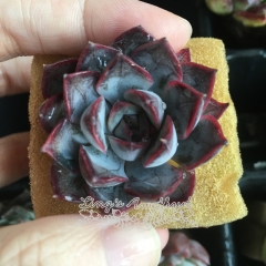 Real & Unique |  Echeveria 'Dark Ice' (Soilless cultivation)