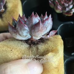 Real & Unique |  Echeveria 'Dark Ice' (Soilless cultivation)