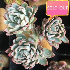 Real & Unique | Echeveria Violet Queen (Soilless cultivation)