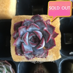 Real & Unique |  Echeveria 'Dark Ice' (Soilless cultivation)