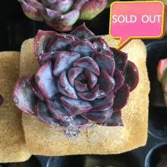 Real & Unique |  Echeveria 'Dark Ice' (Soilless cultivation)