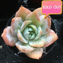 Real & Unique | Echeveria cante sp (new hybrid variety)