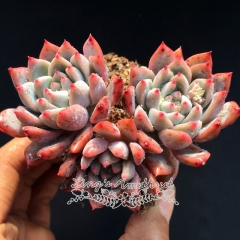 Live succulent plant | Echeveria 'Frost flower'