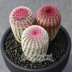 Live succulent plant | Echinocereus rigidissimus subsp. rubispinus (G.Frank & A.B.Lau) N.P.Taylor 1997