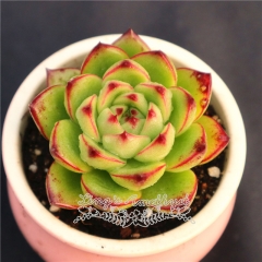 Live succulent plant | Echeveria 'moon stone'