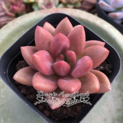 Live succulent plant | Echeveria 'Land of Peach Blossoms'