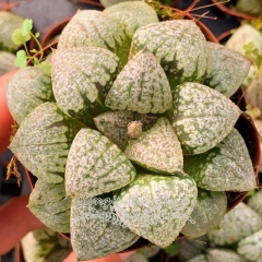 Live succulent plant | Haworthia 'Pearl silver'