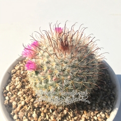 Live succulent plant | Mammillaria bombycina