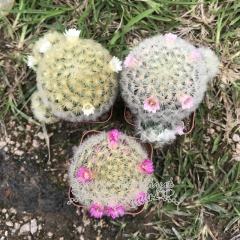 Live succulent plant | Mammillaria carmenae Castaneda