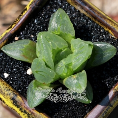 Live succulent plant | Haworthia 'Ice city'