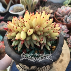 Live succulent plant | Echeveria 'Orcinus orca'/'Golden maria'