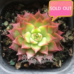 Real & Unique | Echeveria 'conch'