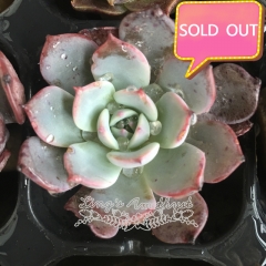 Real & Unique | Echeveria Laulensis (Soilless cultivation)