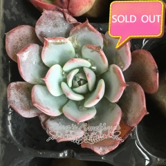 Real & Unique | Echeveria Laulensis (Soilless cultivation)