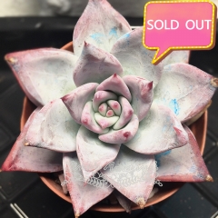 Real & Unique | Echeveria 'Polar bear'