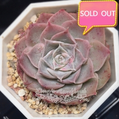 Real & Unique | Echeveria 'Velvet Rose'