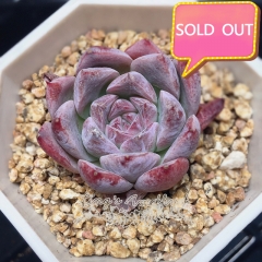 Real & Unique | Echeveria unnamed hybrid variety