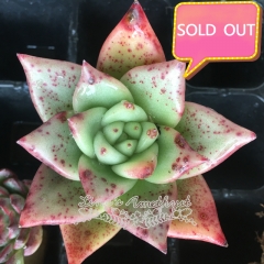 Real & Unique | Echeveria agavoides 'Ebony' sp (Soilless cultivation)