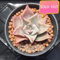 Real & Unique | Echeveria 'Madiba'