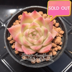 Real & Unique | Echeveria elegans × Echeveria agavoides (Wheat-straw/Queen)