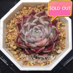 Real & Unique | Echeveria elegans 'hyaliana'/'hyalina' sp