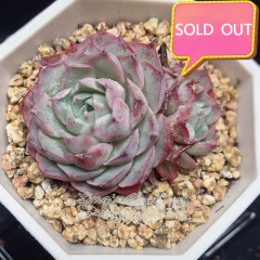 Real & Unique | Echeveria unnamed hybrid variety