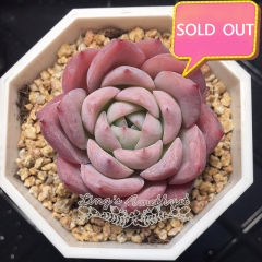 Real & Unique | Echeveria elegans 'Twilight'