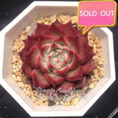 Real & Unique | Echeveria 'conch'