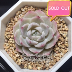 Real & Unique | Echeveria elegans × Echeveria agavoides (Wheat-straw/Queen)