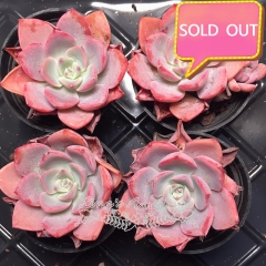 Real & Unique | Echeveria 'Little fairy' (1 piece shipped randomly)