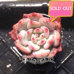 Real & Unique | Echeveria 'Ling Xue'