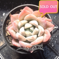 Real & Unique | Echeveria 'Aisha'