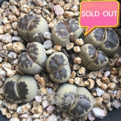 Real & Unique | Lithops dorotheae