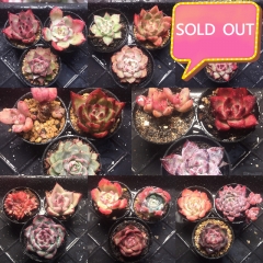 Real & Unique | A set of 3 succulents