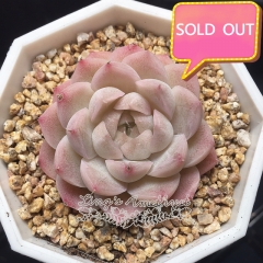 Real & Unique | Echeveria elegans × Echeveria agavoides (Wheat-straw/Queen)