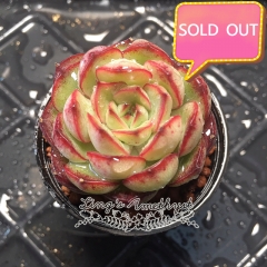 Real & Unique | Echeveria 'Fantasy rose'/ 'Dream rose'