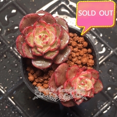 Real & Unique | Echeveria 'Magic flame'