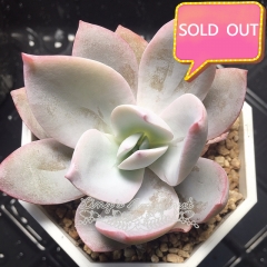 Real & Unique | Echeveria 'White lotus'