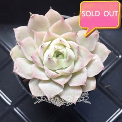 Real & Unique | Echeveria elegans × Echeveria agavoides (Wheat-straw/Queen)