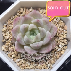 Real & Unique | Echeveria elegans × Echeveria agavoides (Wheat-straw/Queen)