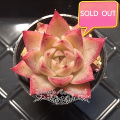 Real & Unique | Echeveria elegans × Echeveria agavoides (Wheat-straw/Queen)