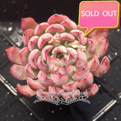 Real & Unique | Echeveria 'Tough claw'