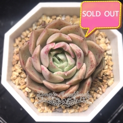 Real & Unique | Echeveria Mohican