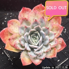 Real & Unique | Echeveria 'snow White' (Soilless cultivation)