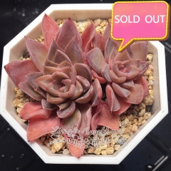 Real & Unique | Echeveria 'mandarin duck'