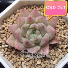 Real & Unique | Echeveria elegans × Echeveria agavoides (Wheat-straw/Queen)