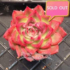 Real & Unique | Echeveria agavoides 'Floriana'